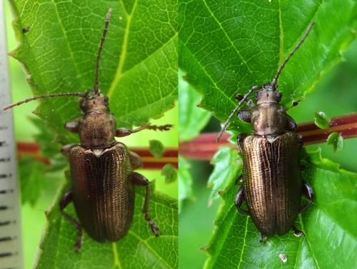 Plateumaris consimilis